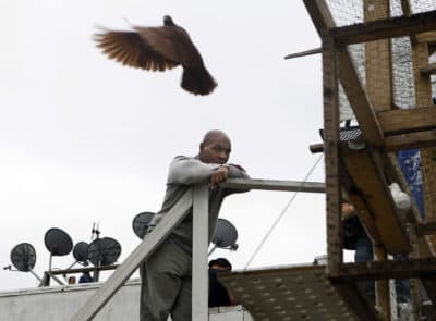 Mike Tyson watches racing pigeons fly near a rooftop coop in Jersey City, N.J. (Mel Evans/AP)