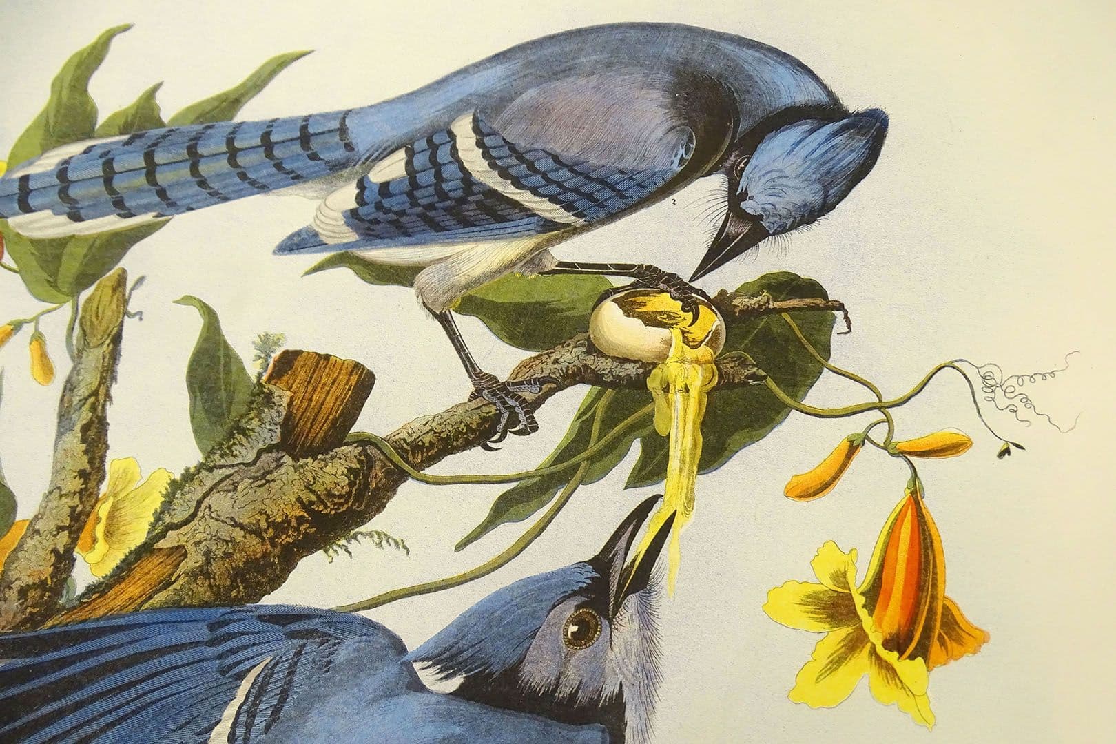 chorus-pro-musica-s-audubon-weaves-life-and-death-of-famed-naturalist