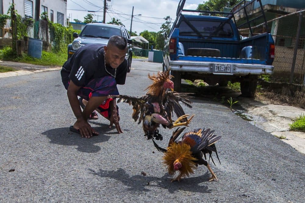 (Jesse Costa/WBUR)