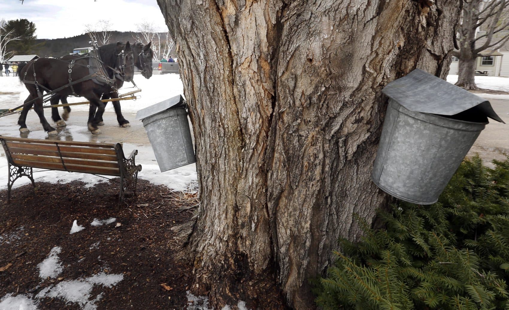 Sap buckets hang from a maple tree as draft horses Bill and Cote walk past in Alton, N.H. in 2016. (Jim Cole/AP)