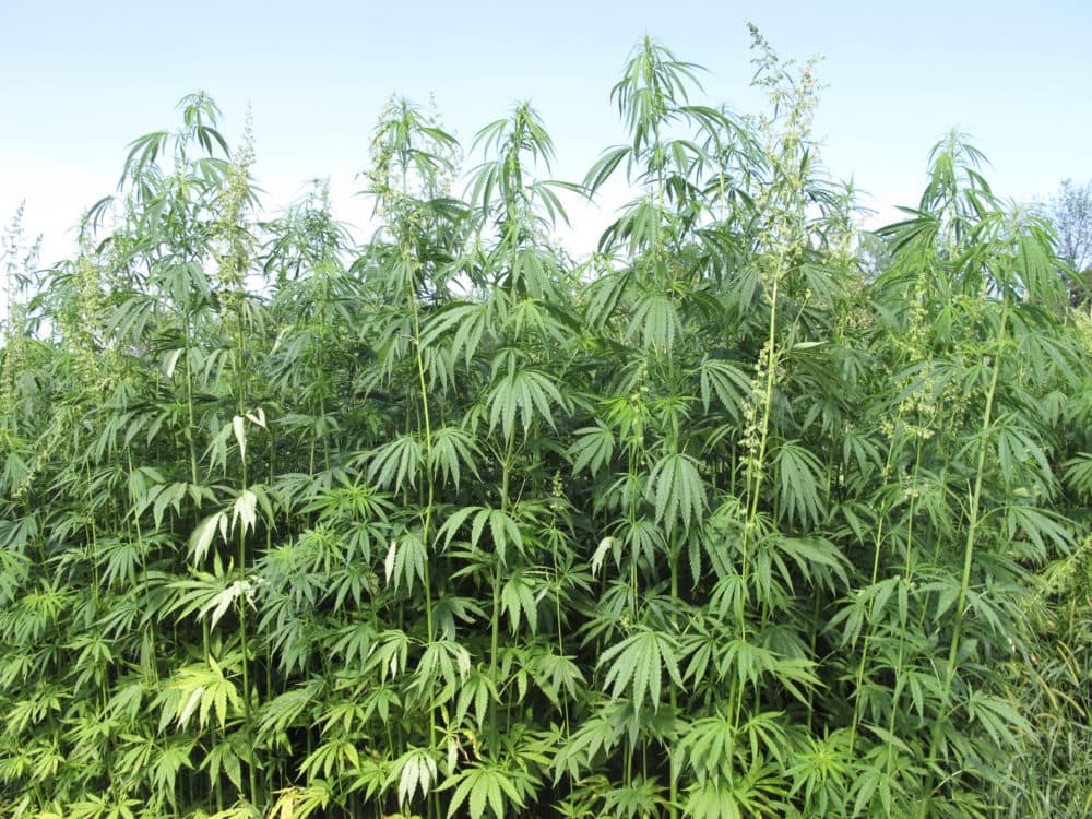 In this Aug. 13, 2015, file photo, hemp plants tower above researchers who tend to them at a research farm in Lexington, Ky. (Bruce Schreiner/AP)