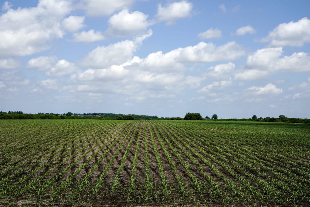 Young corn plants grow in a field in rural Ashland, Neb., Wednesday, May 30, 2018. (Nati Harnik/AP)