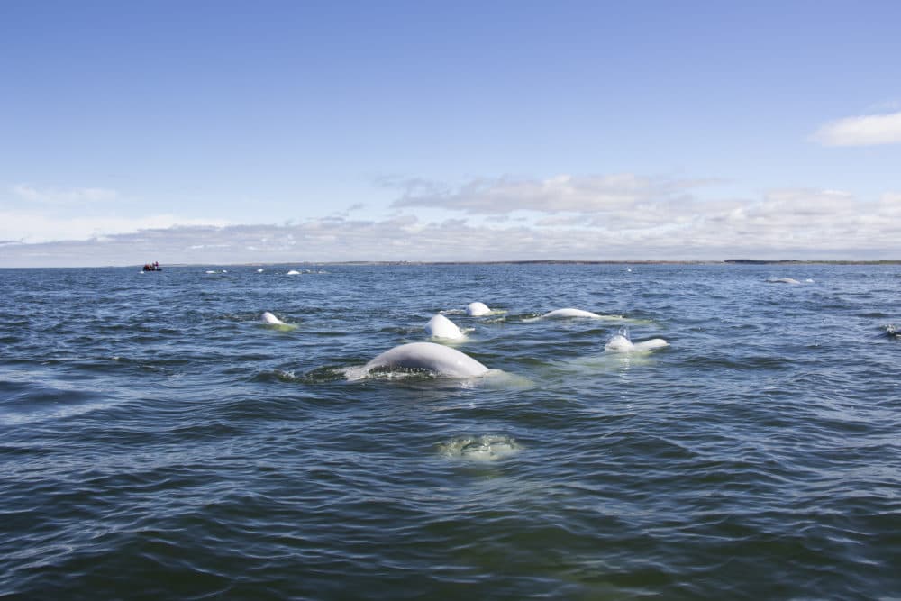 Beluga whales in the Hudson Bay. (Courtesy Allison Maria Rodriguez)