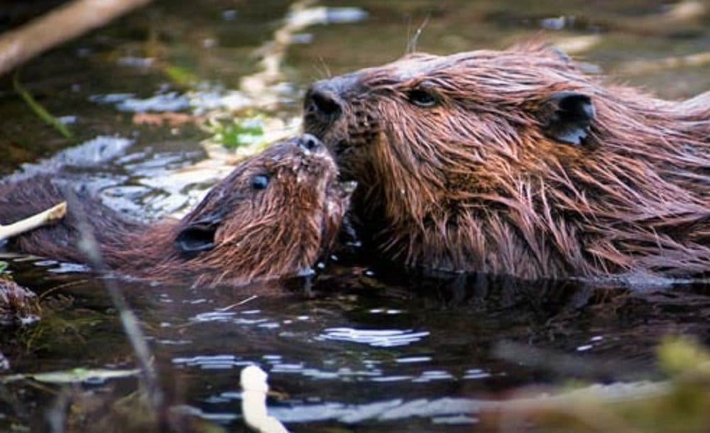 Beavers, photo by National Park Service