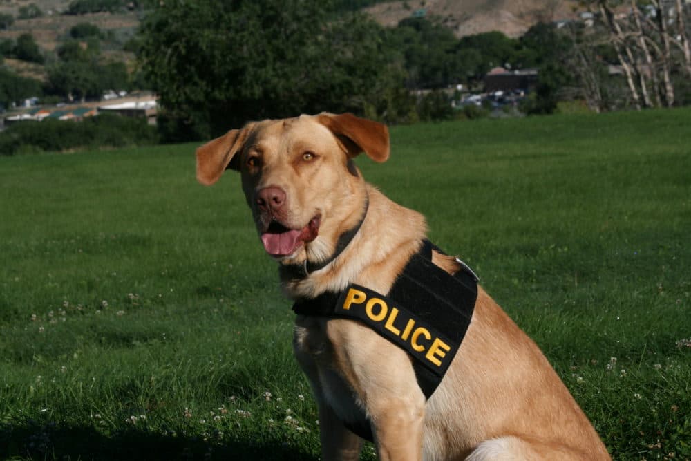 Tulo, a drug-sniffing dog with the police department in Rifle, Colo., who is set to retire. (Courtesy of Garrett Duncan)