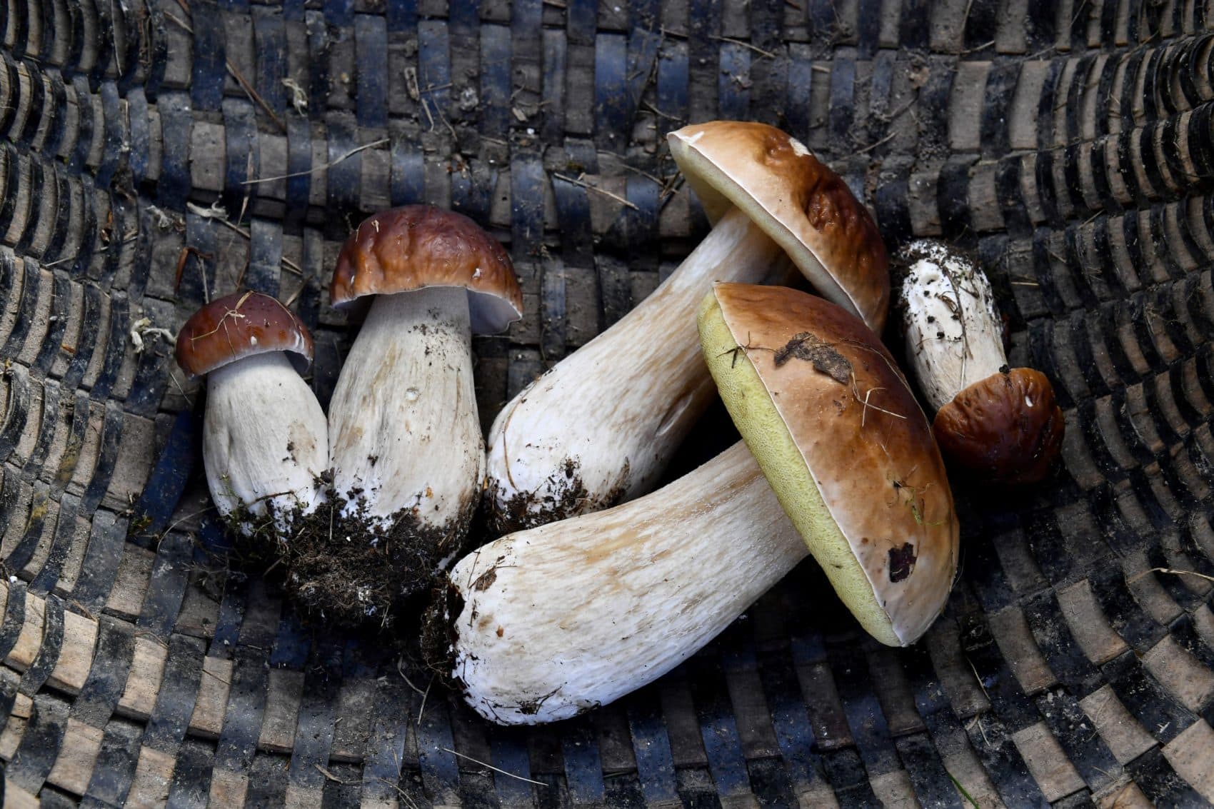 https www wbur org hereandnow 2019 01 28 mushrooms fungi disease bees