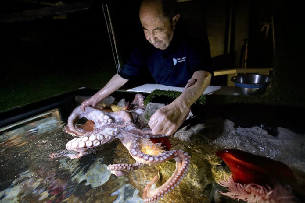 In this Jan. 3, 2019, photo, 84-year-old Wilson Menashi, of Lexington, Mass., interacts with an octopus at the New England Aquarium, in Boston. Menashi, who has spent thousands of hours volunteering at the aquarium, where he's become known as the &quot;Octopus Whisperer,&quot; says though he can't explain it, he's able to connect in deep and meaningful ways with the enigmatic eight-armed sea creatures. (Steven Senne/AP)