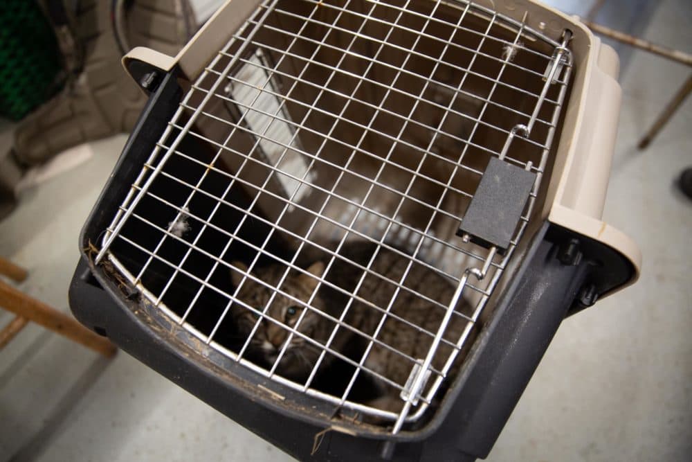 This female bobcat was captured in Lebanon, Conn. Biologists at the state are trying to get a better sense as to where these wild cats are and what they're doing. (Patrick Skahill/CPR)