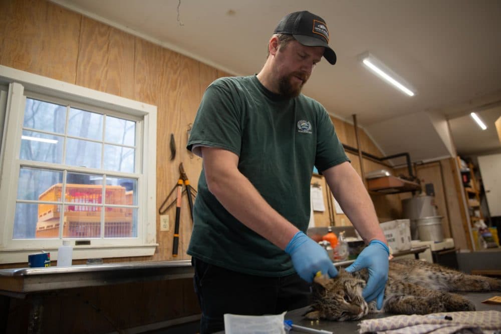 Jason Hawley works on a bobcat in a lab at Sessions Woods Wildlife Management Area in Burlington, Conn. After some collaring and sampling work, the cat was released. (Patrick Skahill/CPR)