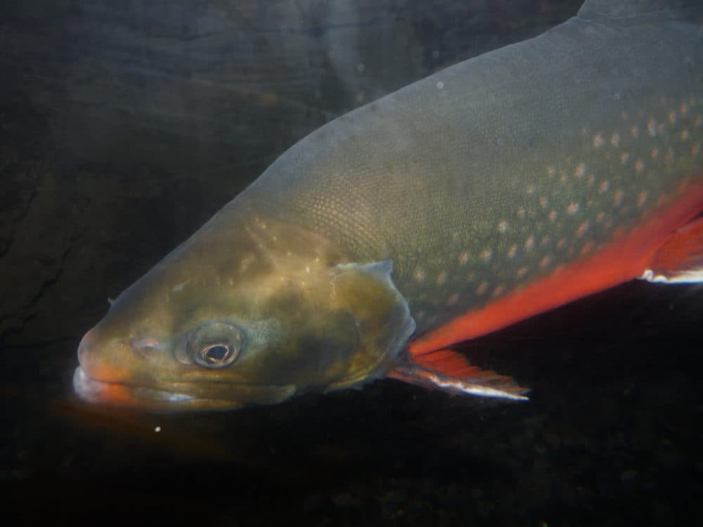 An Arctic charr. (timandkris vis Flickr)