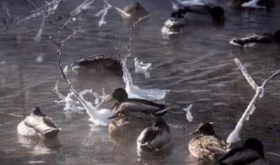 Ducks find refuge on a steamy open section of Minnehaha Creek on Jan. 30, 2019 in Minneapolis, Minn. (Stephen Maturen/AFP/Getty Images)