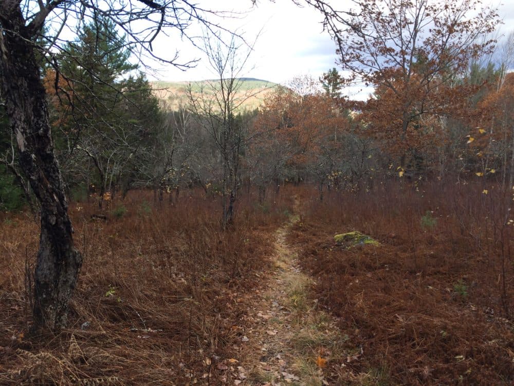 A mountain bike trail in Thornton, N.H. (Courtesy Sam Evans-Brown)