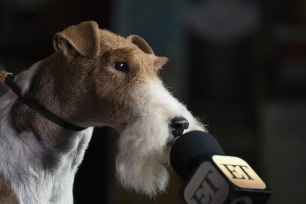 King, a Wire Fox Terrier, leans towards a microphone during a media availability after winning Best in Show Tuesday at the Westminster Kennel Club Dog Show. (Mark Lennihan/AP)