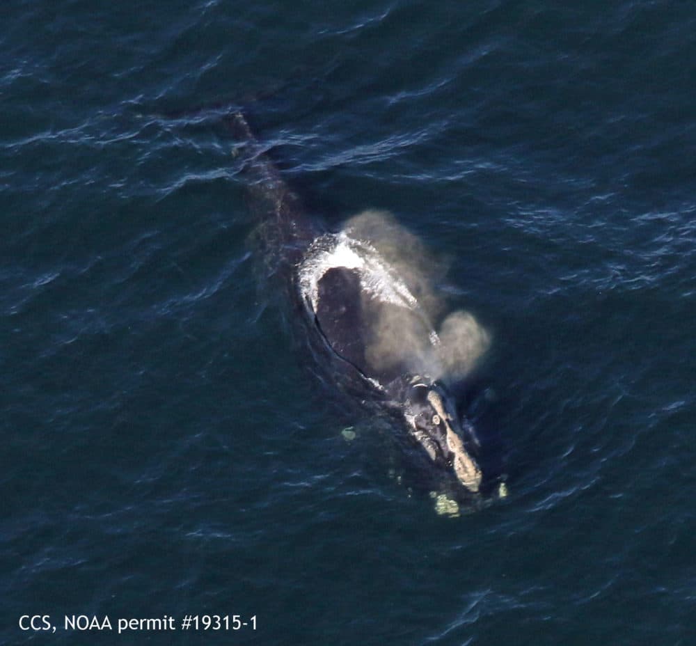 Fiddle swims in Cape Cod Bay in this Center for Coastal Studies image taken under NOAA permit #19315-1. (Courtesy of Center for Coastal Studies)