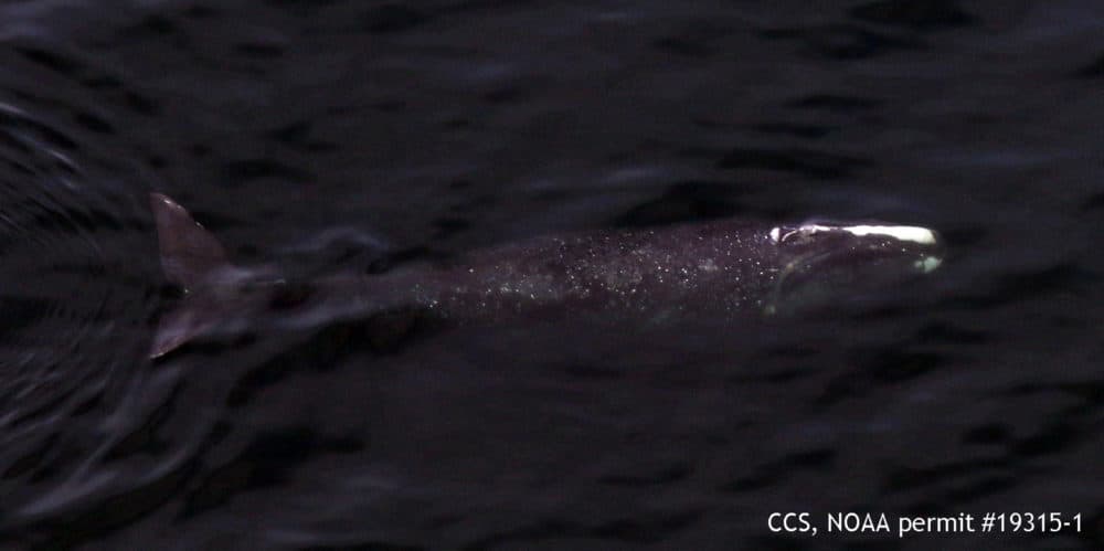Manta swims in Cape Cod Bay in this Center for Coastal Studies image taken under NOAA permit #19315-1. (Courtesy of Center for Coastal Studies)