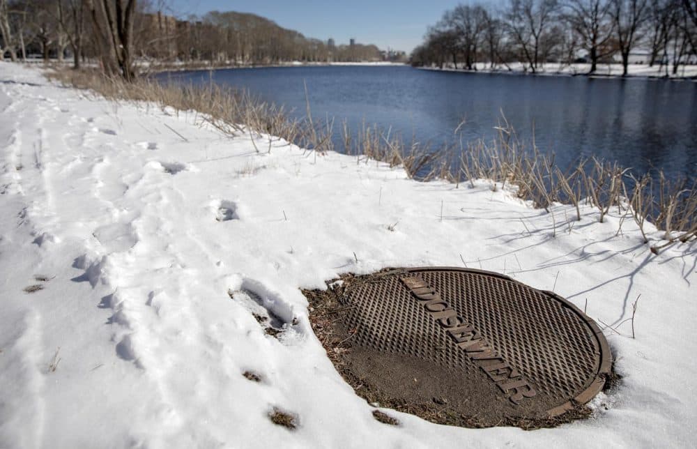 A sewer cover on the bank of the Charles River in Cambridge. (Robin Lubbock/WBUR)