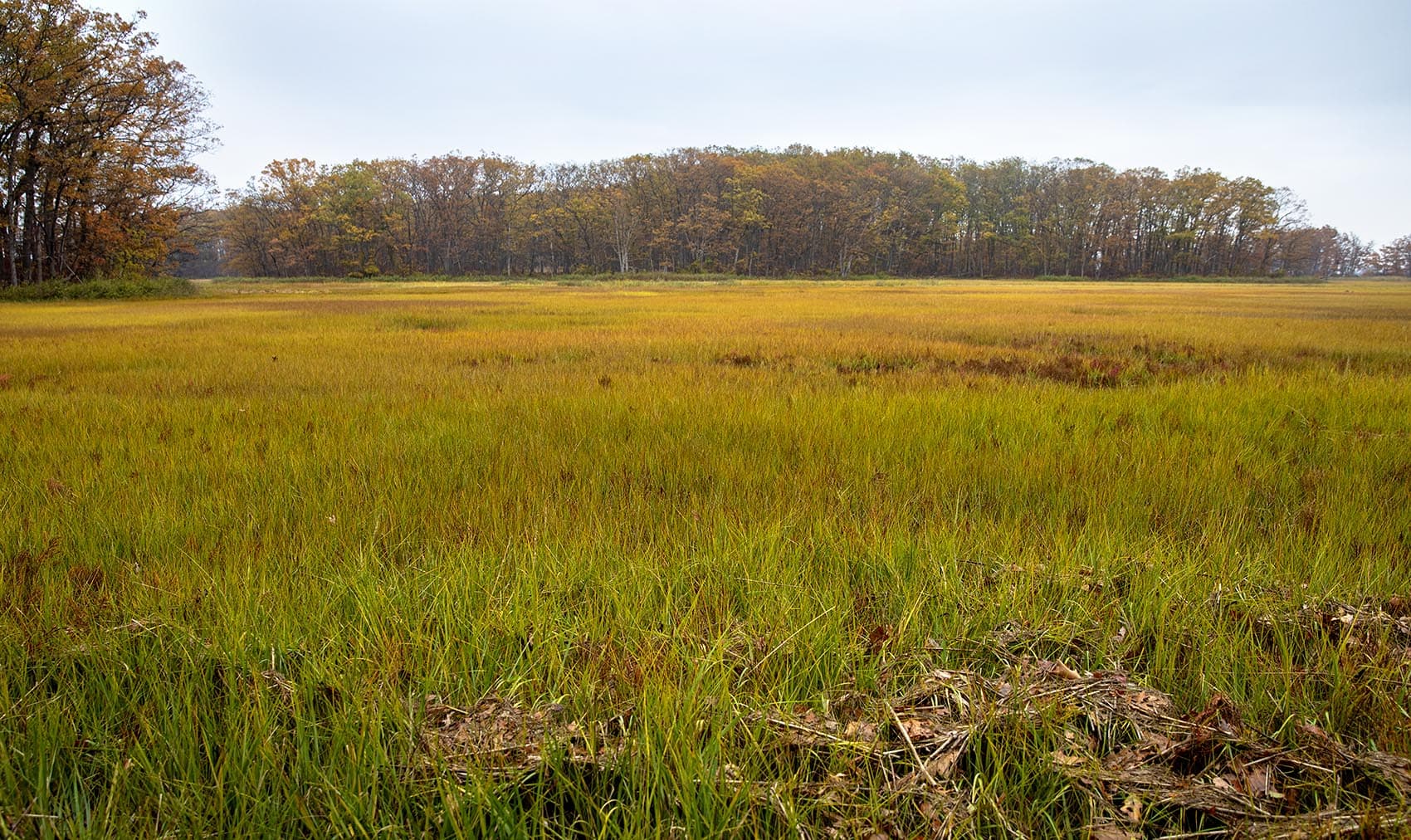 The marshes at Mass. Audubon's Rough Meadows Wildlife Sanctuary in Rowley. (Robin Lubbock/WBUR)