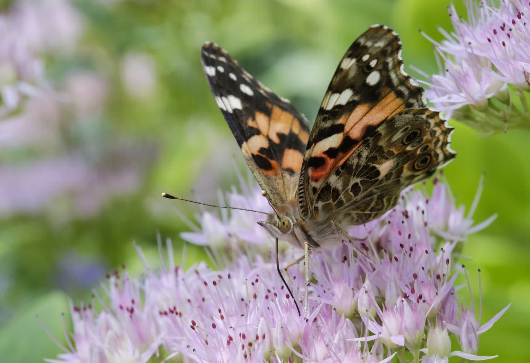 Scientists reveal how Painted Lady butterflies migrate across the Sahara  desert - CNET