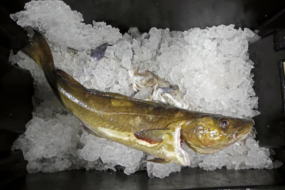 In this 2015 file photo, a cod to be auctioned sits on ice at the Portland Fish Exchange, in Portland, Maine. (Robert F. Bukaty/ AP File)