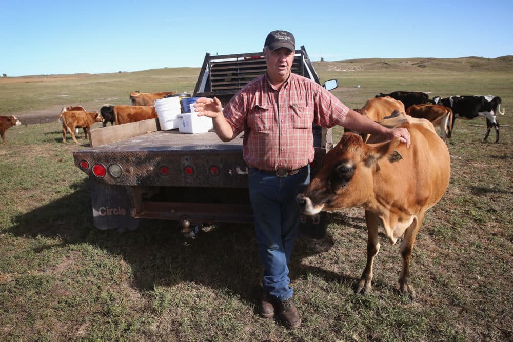Bob Bernt looks after cattle on his farm in Spalding, Nebraska. Him and his family raise organic grass-fed beef and dairy cattle, hogs, goats and raise organic crops. (Scott Olson/Getty Images)