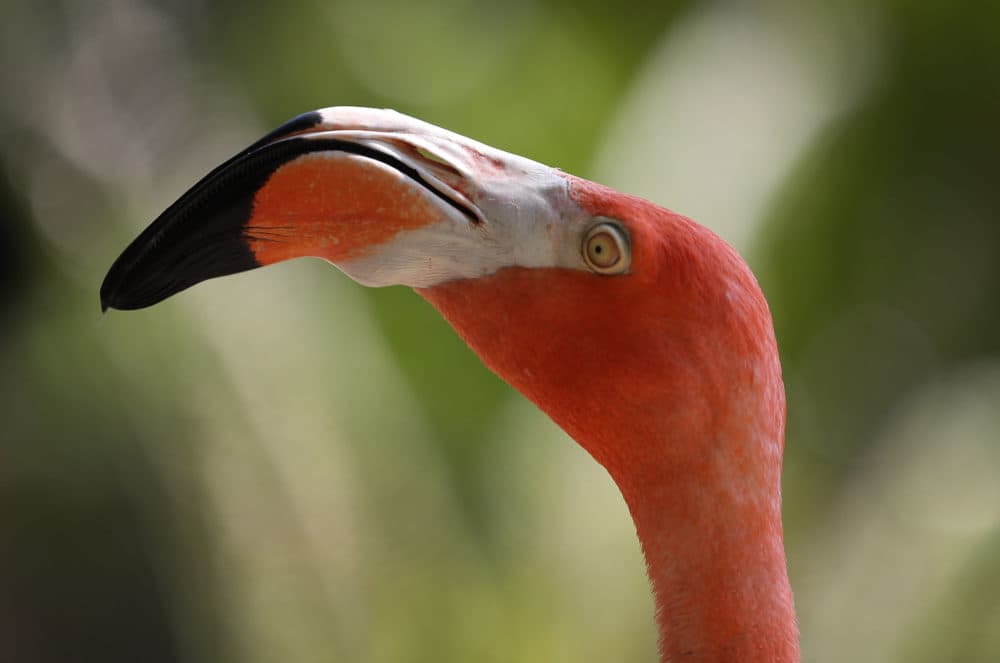 Ein Flamingo wird auf Jungle Island gesehen. (Joe Raedle/Getty Images)