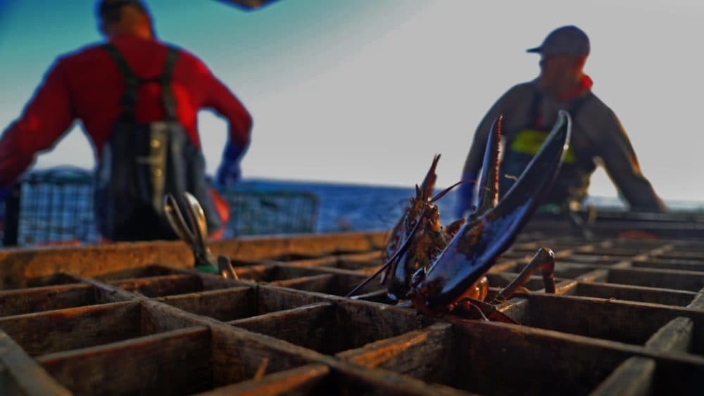 Still from "Lobster War: The Fight Over the World’s Richest Fishing Grounds."
