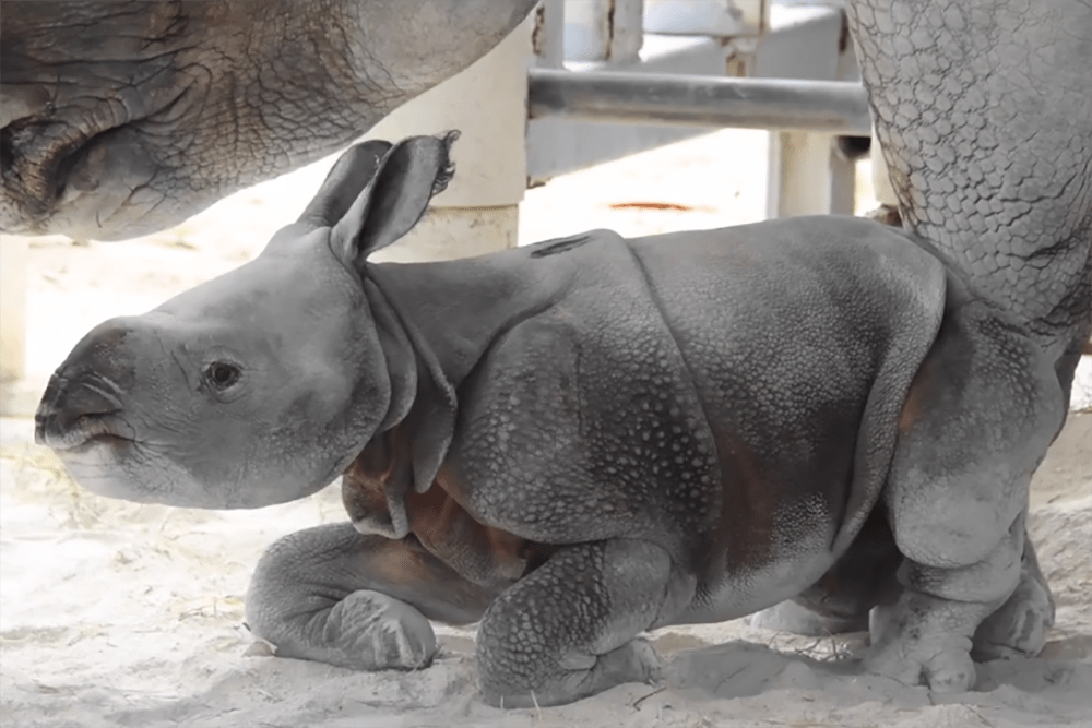 It S Really Great News Rare One Horned Indian Rhino Born In Captivity Here Now It S Really Great News Rare One Horned Indian Rhino Born In Captivity Here Now