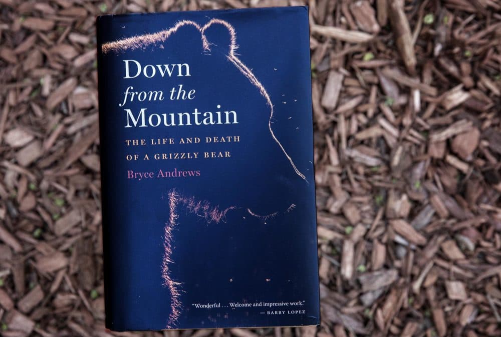 "Down from the Mountain: The Life and Death of a Grizzly Bear," by Bryce Andrews. (Robin Lubbock/WBUR)