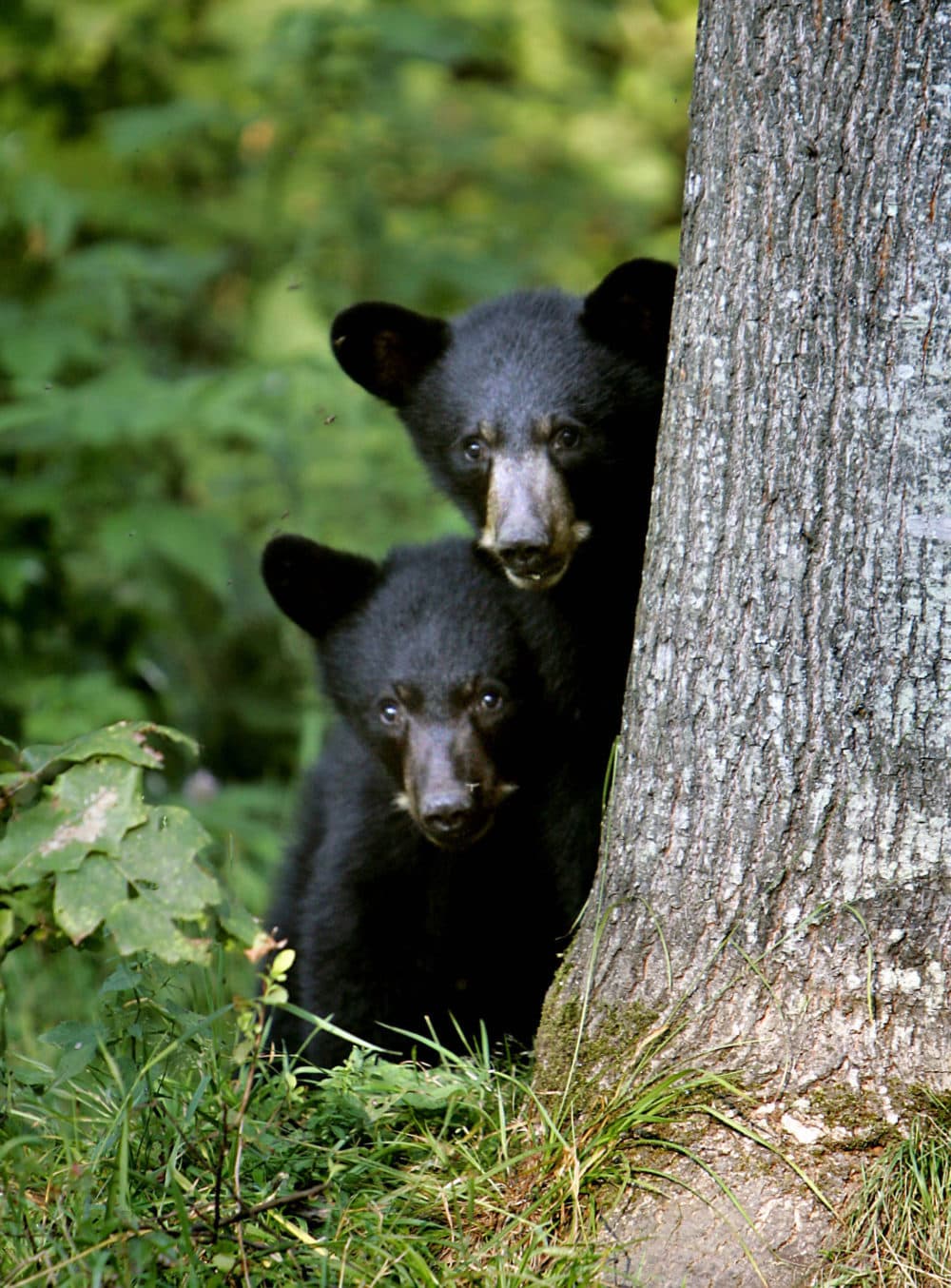 A sanctuary in New Hampshire said it is caring for a growing number of abandoned bear cubs because of food shortages last fall and winter. (Cheryl Senter/AP)