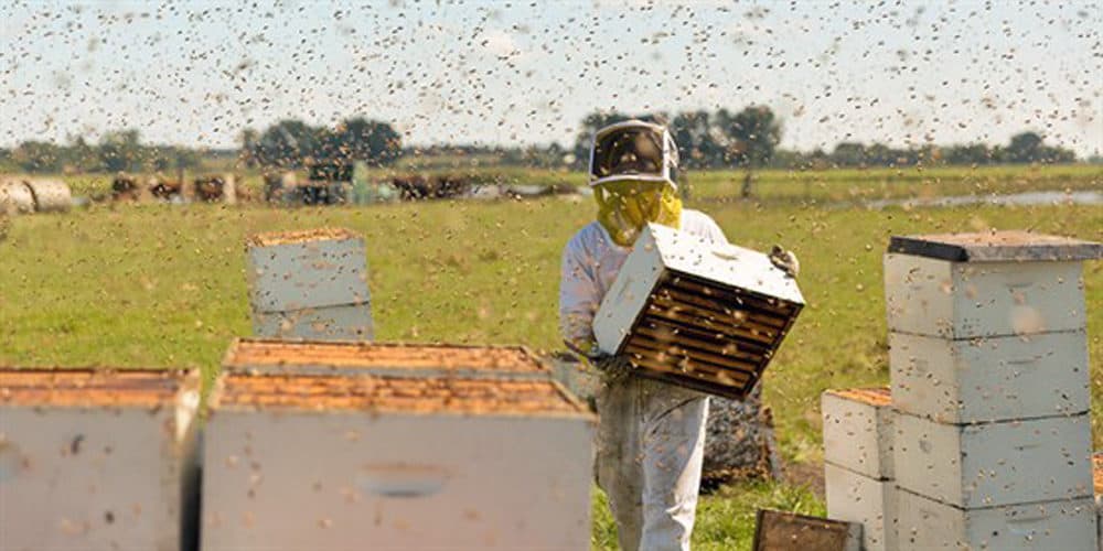 A scene from "The Pollinators." (Courtesy IFFB)