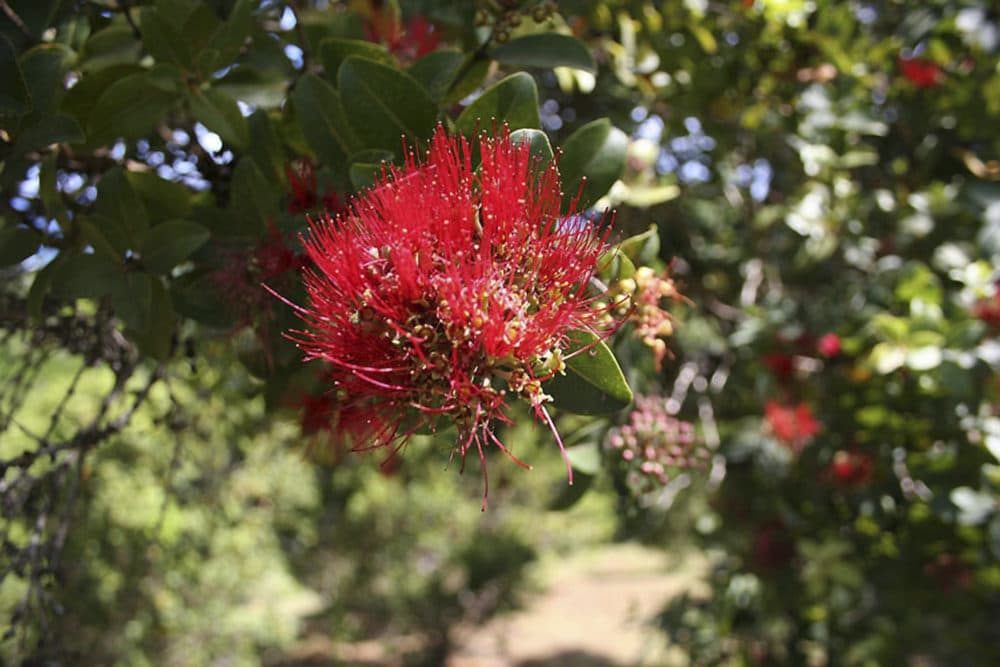 A blossom of an ohia lehua tree is shown in Kauai, in Hawaii's Limahuli Garden. The red and yellow blossoms normally adorn hair and hands of dancers during the world's most prestigious hula competition. (Tara Godvin/AP)