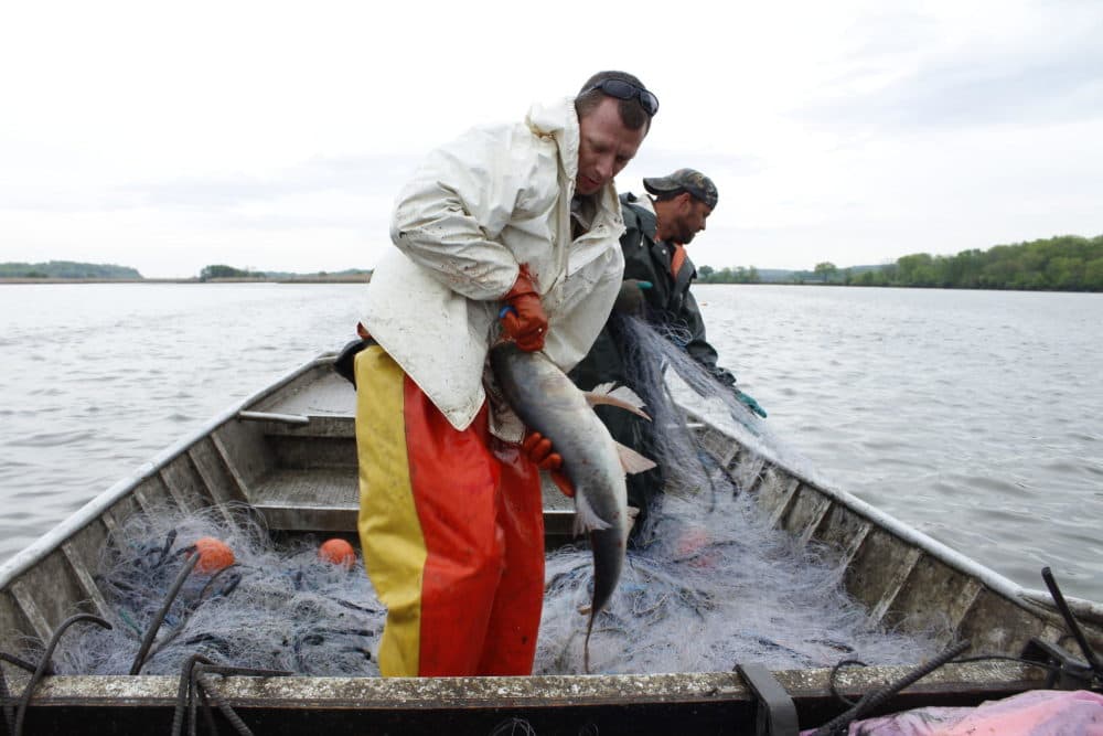 Freshwater carp have proliferated at an epic scale in the Illinois River. (Courtesy of Madelyn Beck/Harvest Public Media)