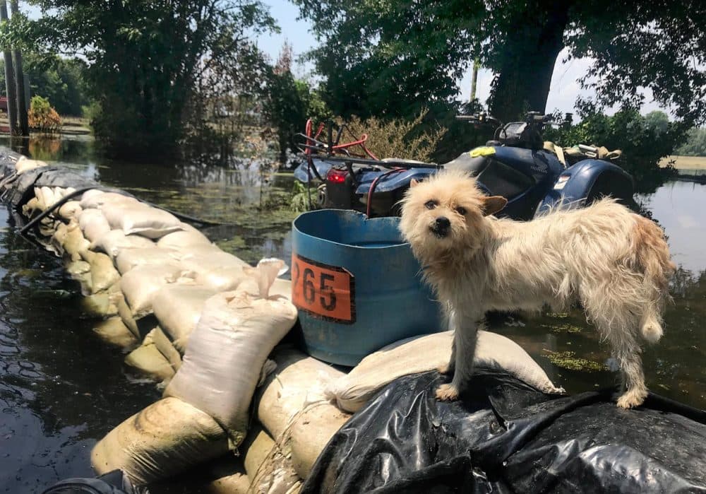 Anderson Jones' dogs had been living on top of the wall of sandbags that surrounded his house. (Peter O'Dowd/Here & Now)