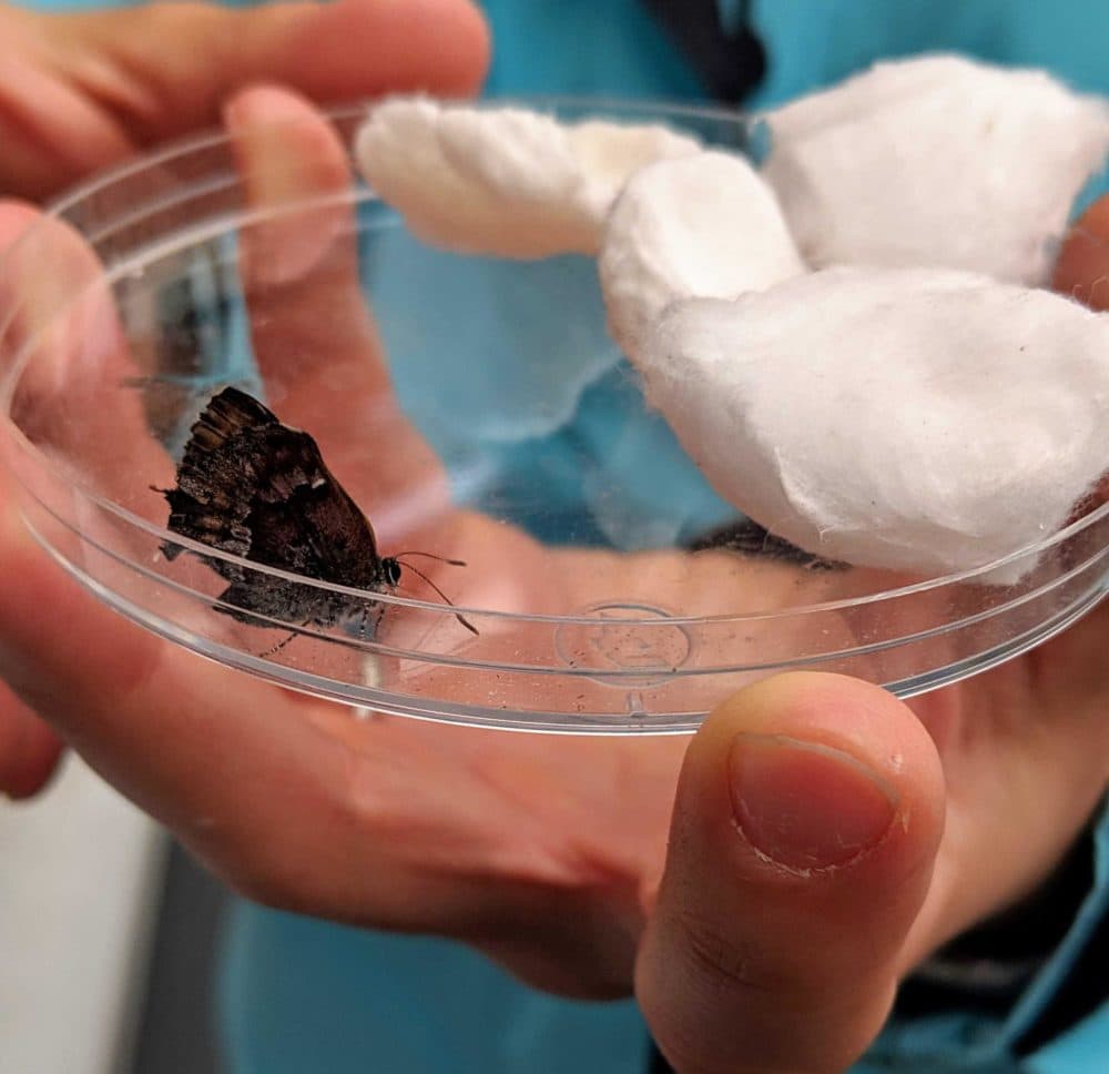 Heidi Holman holds Karner blue butterfly in a petri dish with nectar-covered cotton balls. (Annie Ropeik/NHPR)