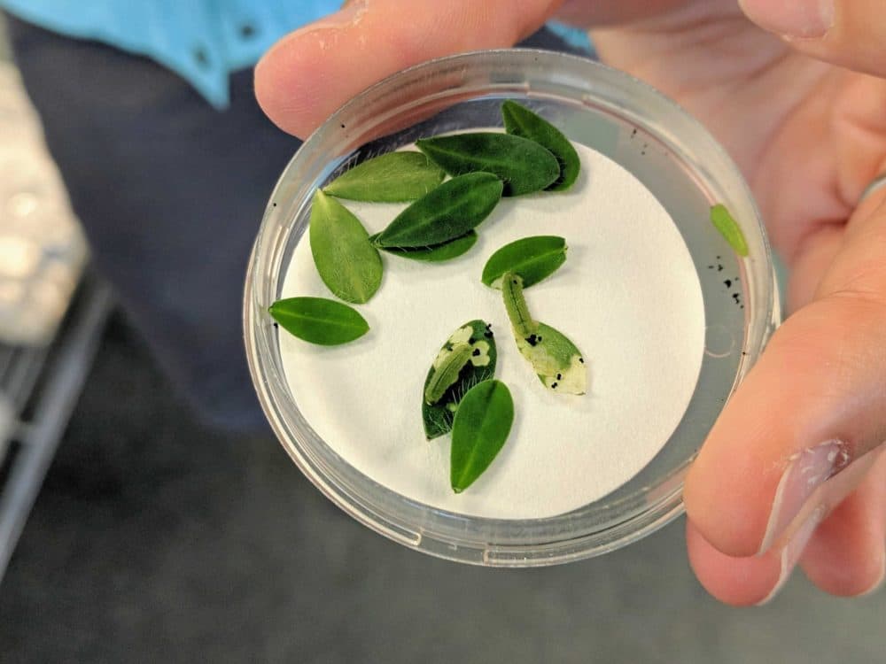 Frosted elfin caterpillars eat lupine leaves at the state butterfly breeding lab in Concord. (Annie Ropeik/NHPR)