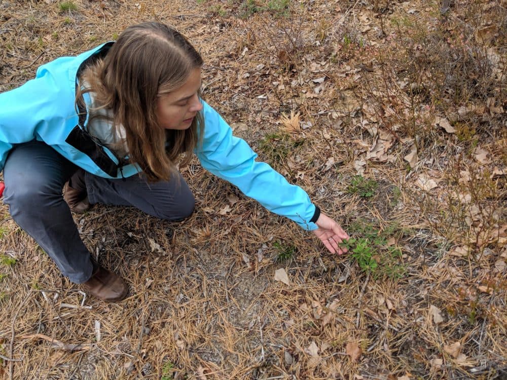 Heidi Holman points out some early lupine blooming in the Concord pine barrens. (Annie Ropeik/NHPR)