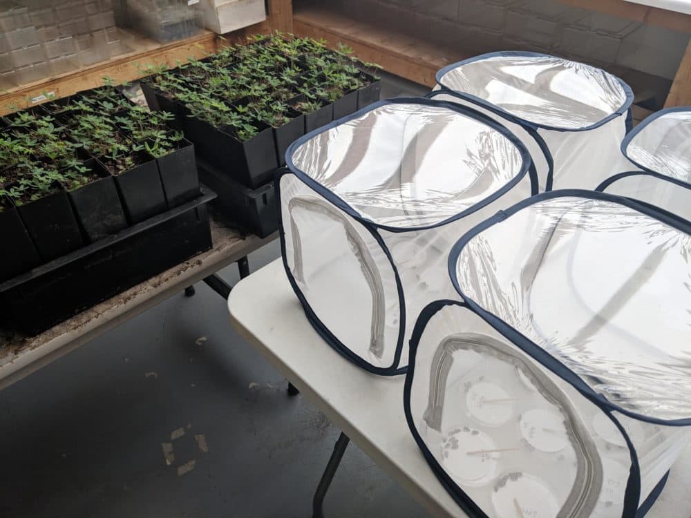 The state of New Hampshire is breeding frosted elfin butterflies as chrysalises, in the tents at right, and growing lupine to feed them as caterpillars. (Annie Ropeik/NHPR)