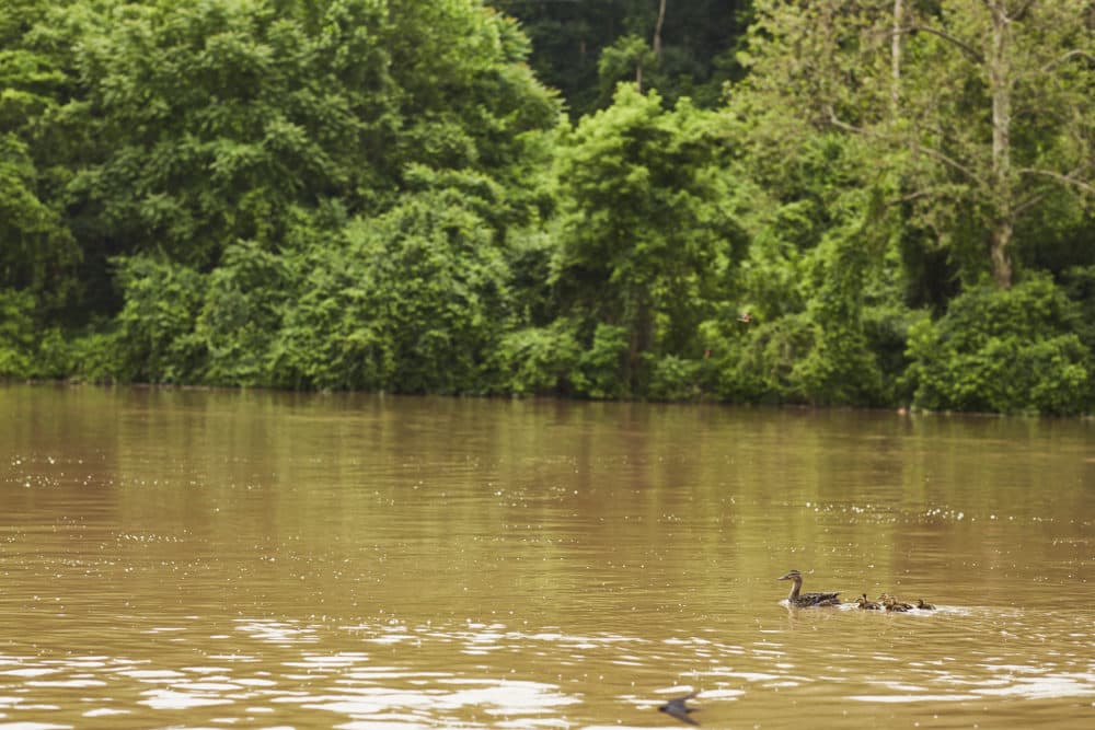 A team of ducks paddling on the Cuyahoga River near downtown Cleveland. (Paul Sobota for Here & Now)
