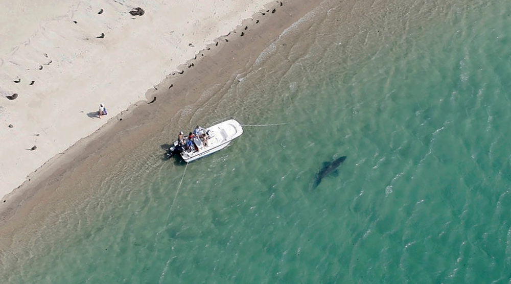 What More White Sharks Mean For Cape Cod On Point