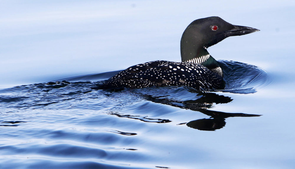 A loon swims on Lake Winnipesaukee in Wolfeboro, N.H. (Jim Cole/AP/File)