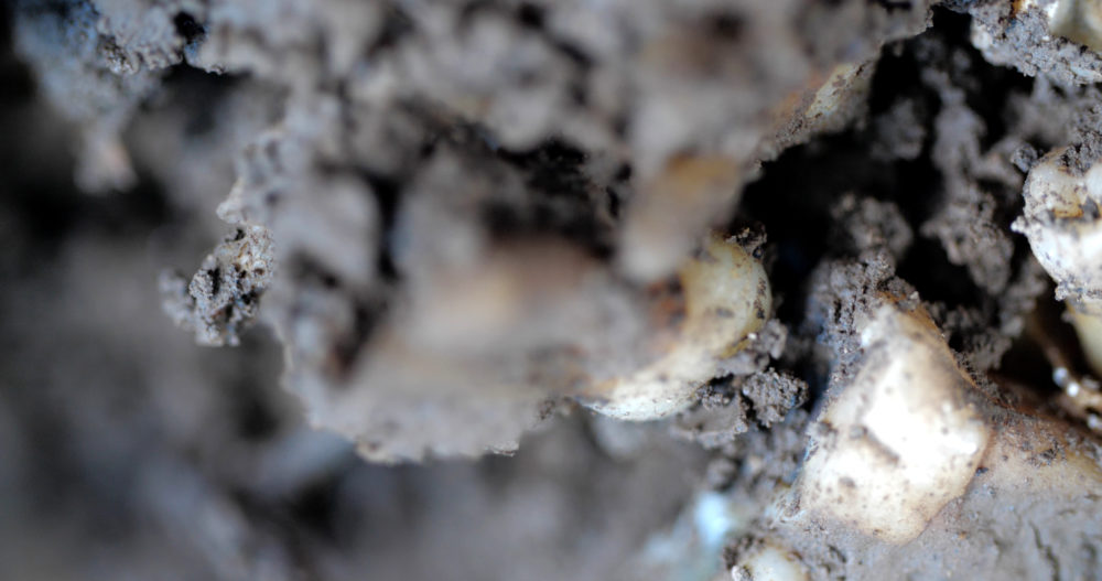 Still from Maya Watanabe's video installation "Liminal" (2019). (Courtesy of 80m2 Livia Benavides gallery and Tegenboshvanbreden gallery)