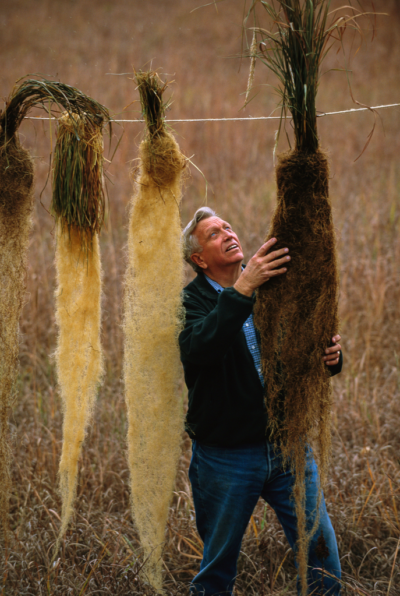 Wes Jackson, founder of the Land Institute in Salina, Kan., examining uprooted Kernza plants. (Jim Richardson via E&E News)