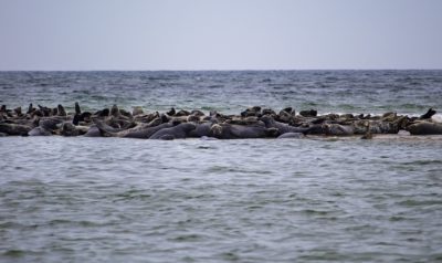 A gray seal haul out near Head of the Meadow Beach in Truro. (Miriam Wasser/WBUR)
