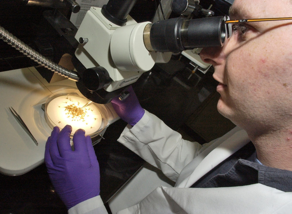 In this 2007 file photo, a scientists with the Massachusetts Department of Health State Laboratory Institute looks through a microscope at mosquitoes collected from Boston. (Lisa Poole/AP)
