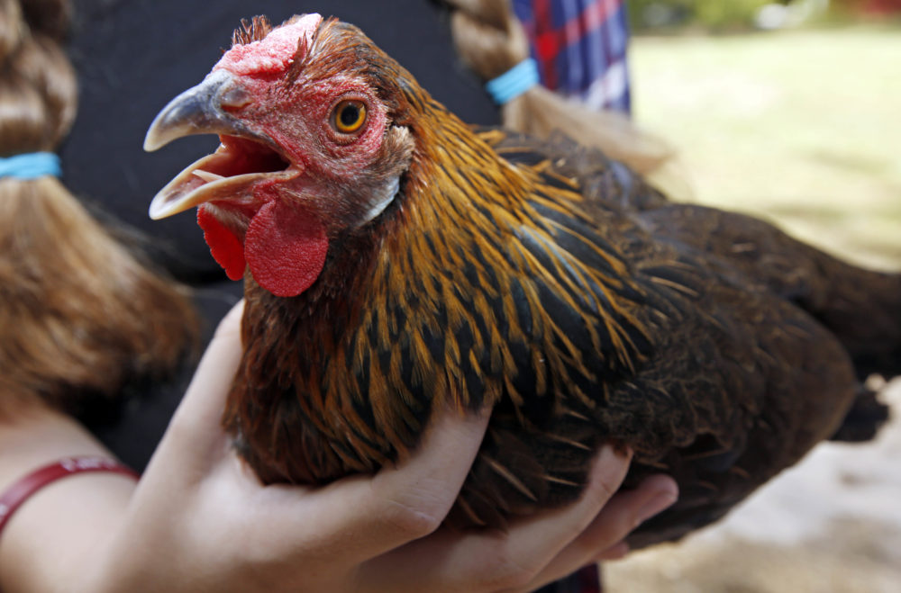 "Dolly," a 17-week old rose comb brown leghorn hen in Mississippi. (Rogelio V. Solis/AP)