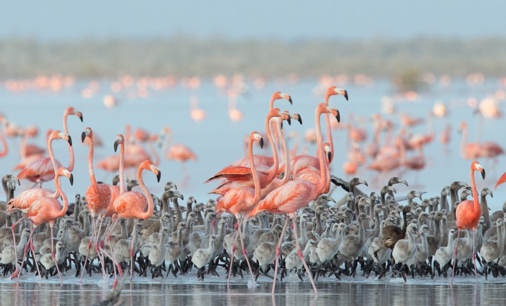 American flamingos nursery on Great Inagua, Bahamas. (Photo by Melissa Groo)