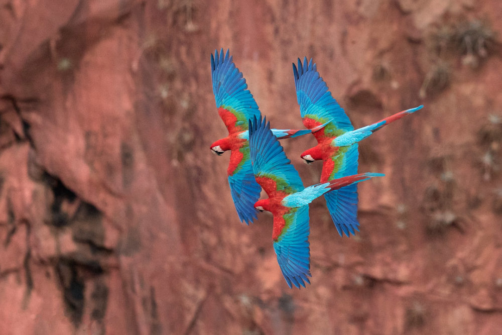 Red-and-green macaws in Pantanal, Brazil. (Photo by Melissa Groo)