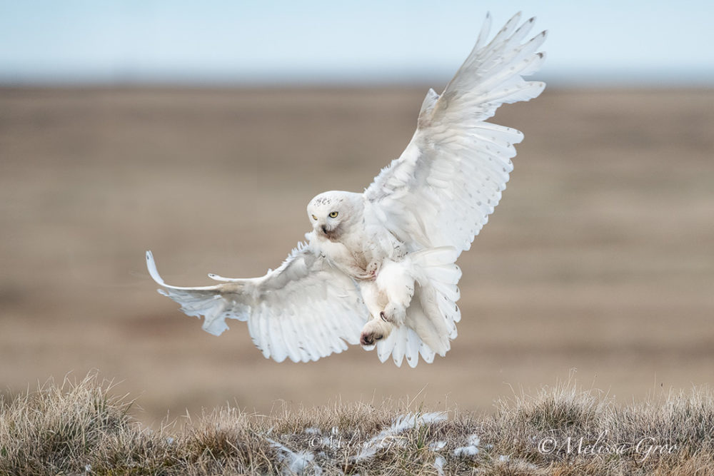 Snowy owl female returns to nest in Alaska. (Photo by Melissa Groo)