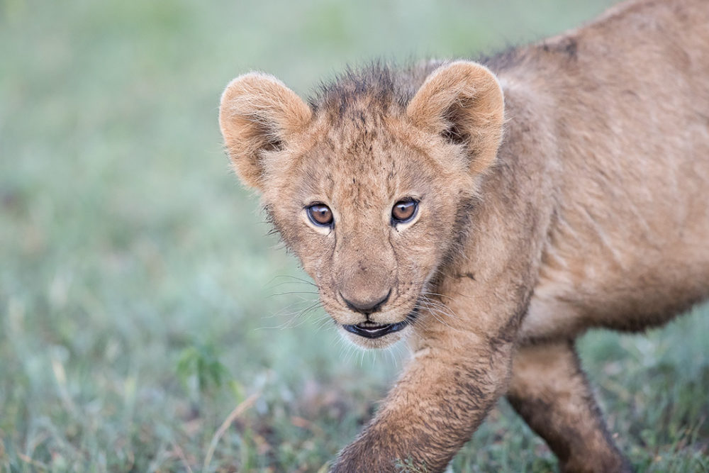 Lion cub in Tanzania. (Photo by Melissa Groo)
