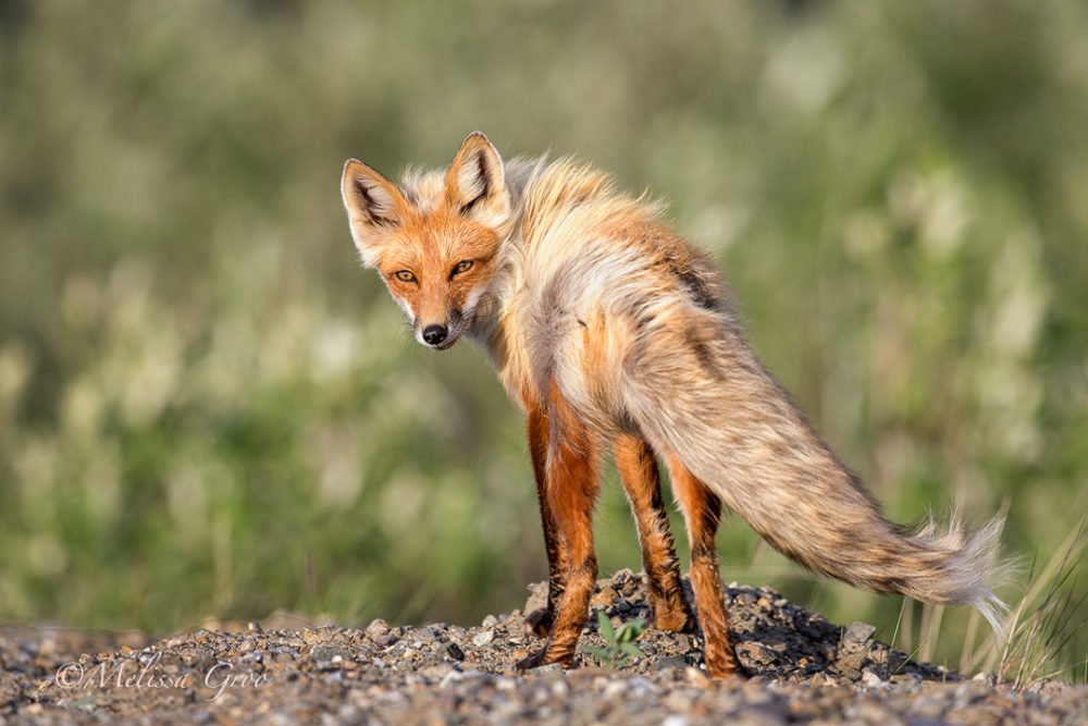 Red fox vixen in Nome, Alaska. (Photo by Melissa Groo)